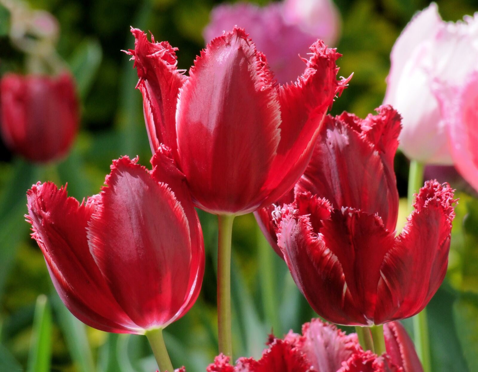 Fujifilm FinePix S100fs sample photo. Curled tulips, flower, burgundy photography
