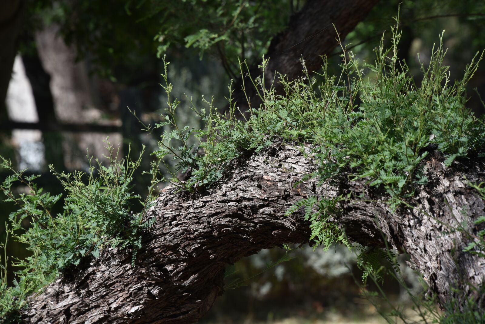 Nikon D750 sample photo. Plant, tree growth, bark photography