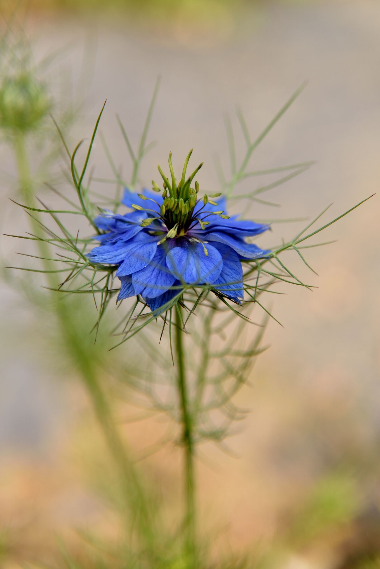 Nikon D750 sample photo. Nature, flower, plant photography