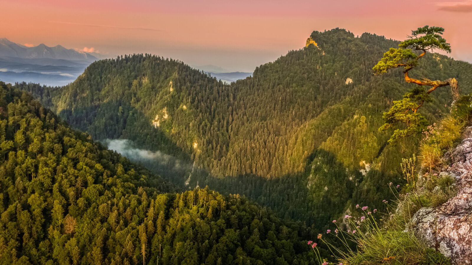 Canon EOS 700D (EOS Rebel T5i / EOS Kiss X7i) sample photo. Pieniny, sokolica, young pine photography