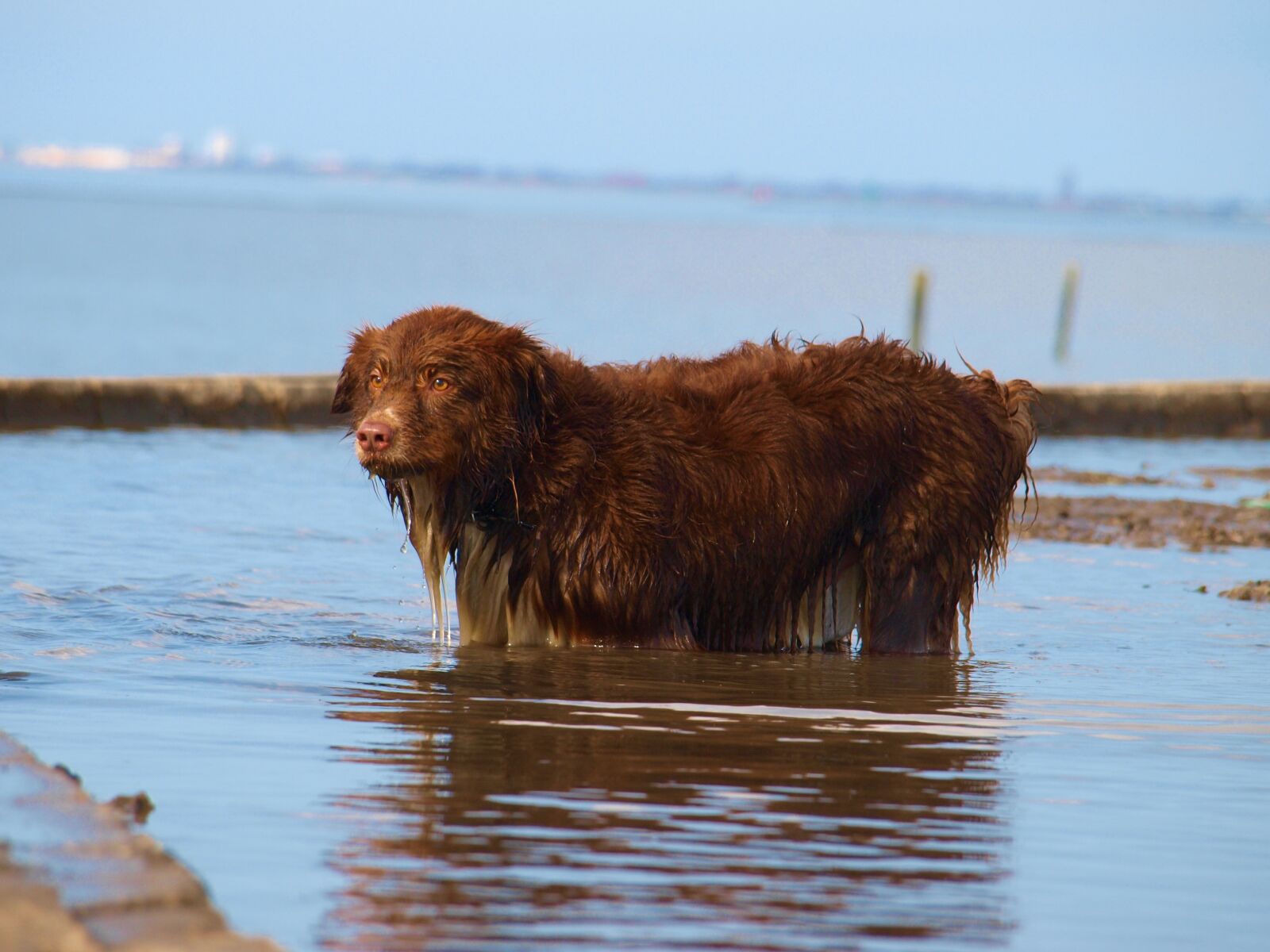 Olympus E-420 (EVOLT E-420) sample photo. Dog, water, beach photography