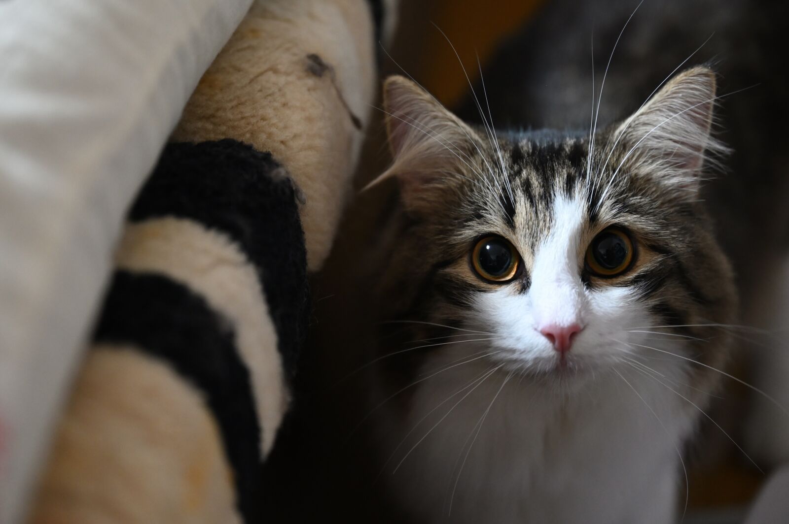Nikon Nikkor Z 24-70mm F2.8 S sample photo. Cat, pet, cute photography