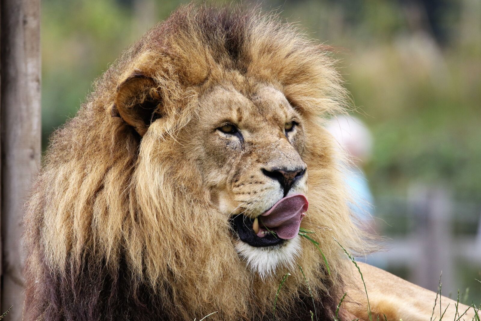 Canon EOS 7D Mark II sample photo. Lion, big cat, wildlife photography