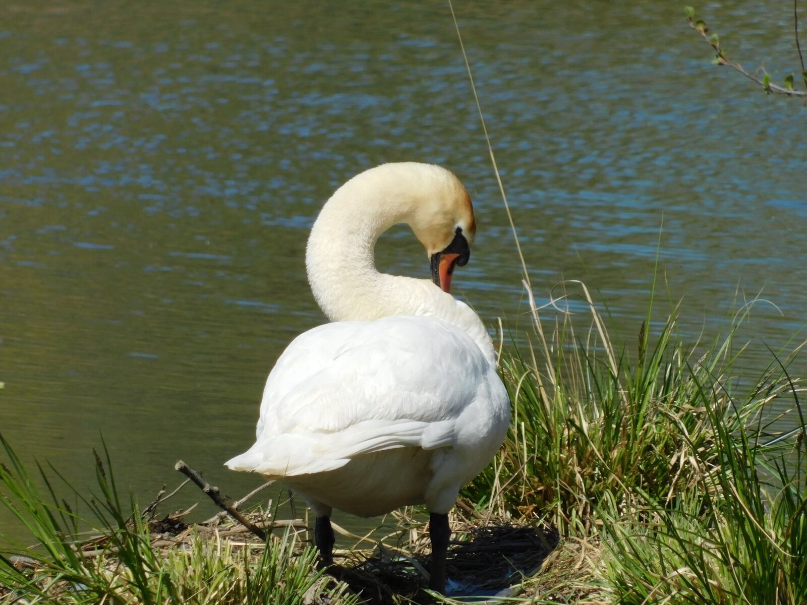 Nikon Coolpix B500 sample photo. Nature, swan, water photography