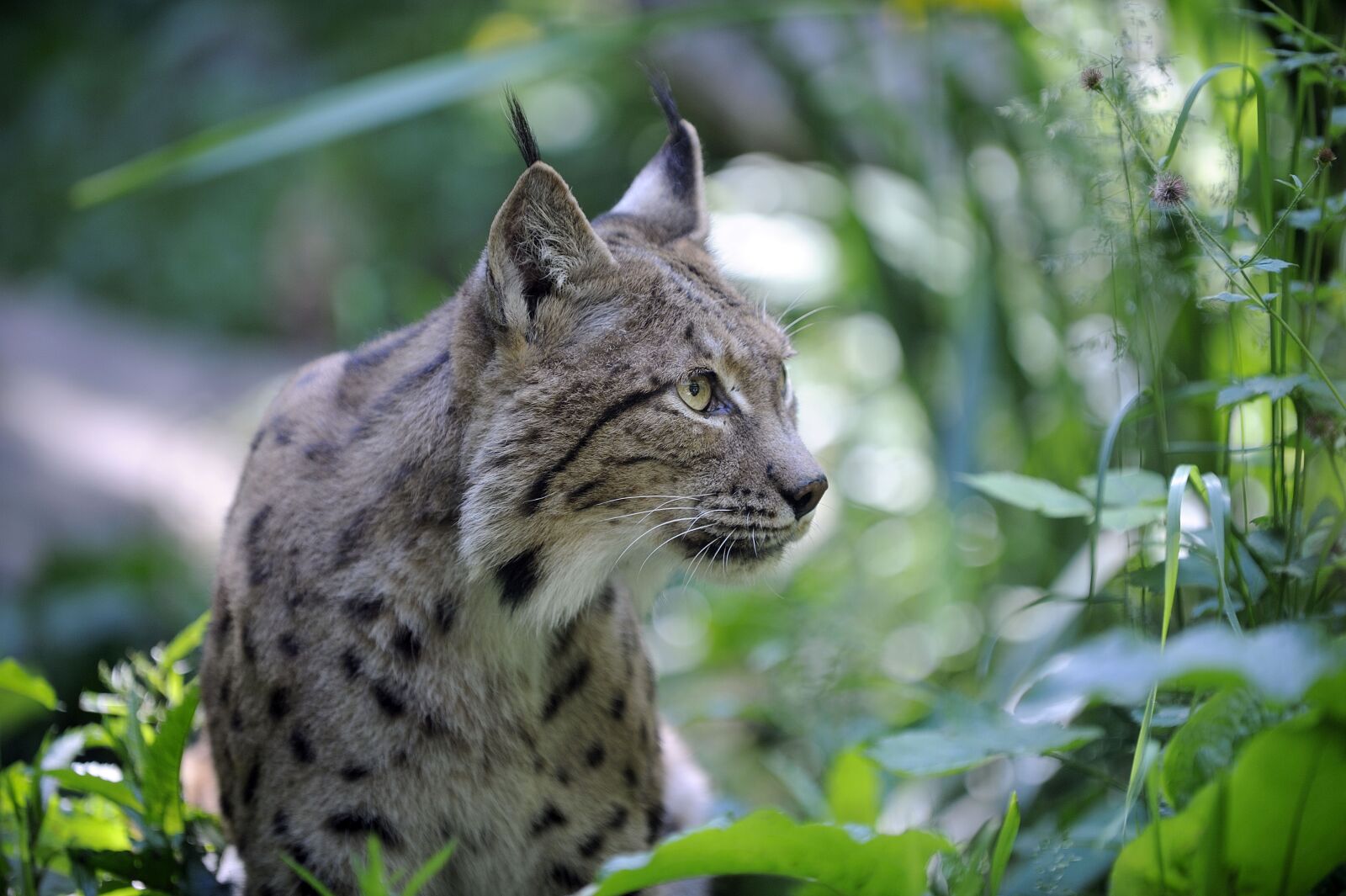 Nikon D700 sample photo. Nature, fauna, animal photography
