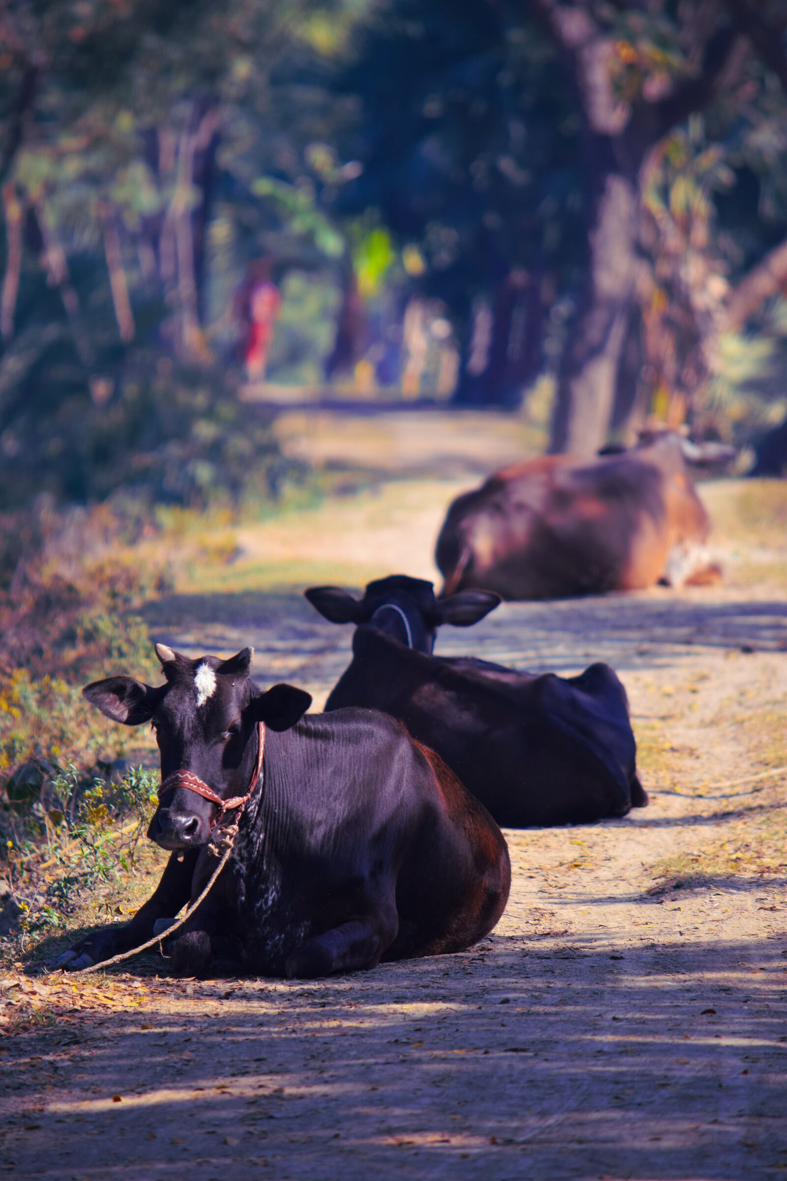 Nikon D5300 sample photo. Cow, bullock, bangladesh photography