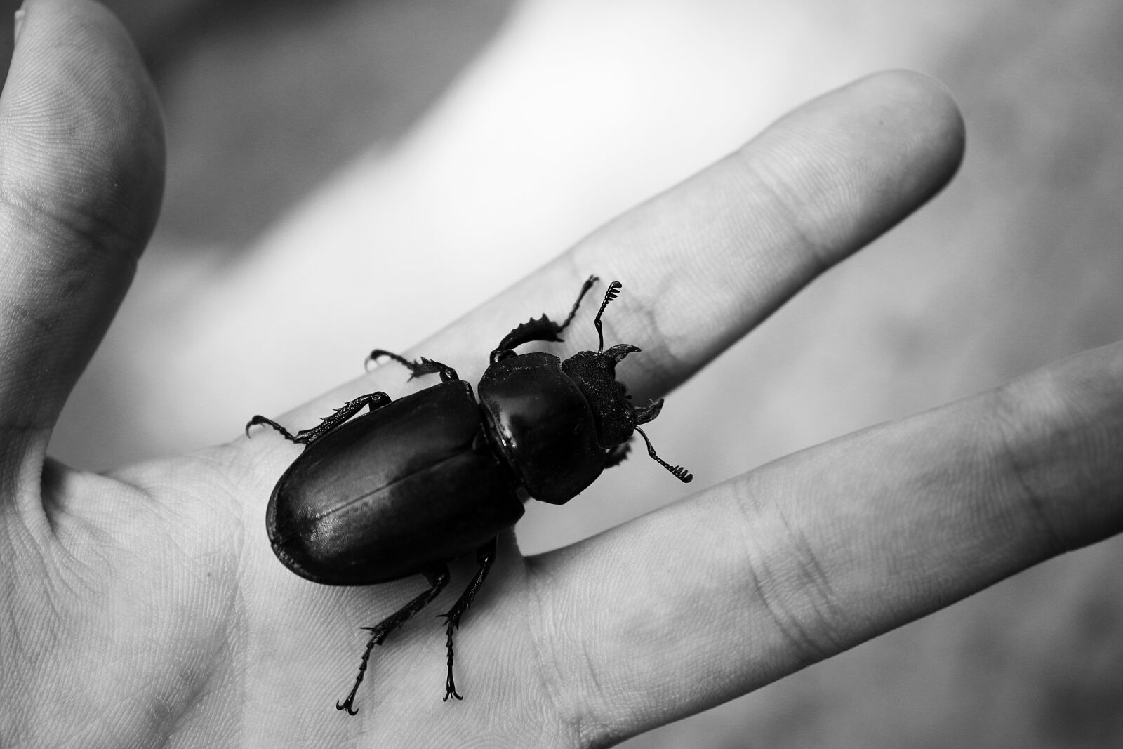 Canon EF-S 18-55mm F3.5-5.6 IS sample photo. Beetle, hand, body photography
