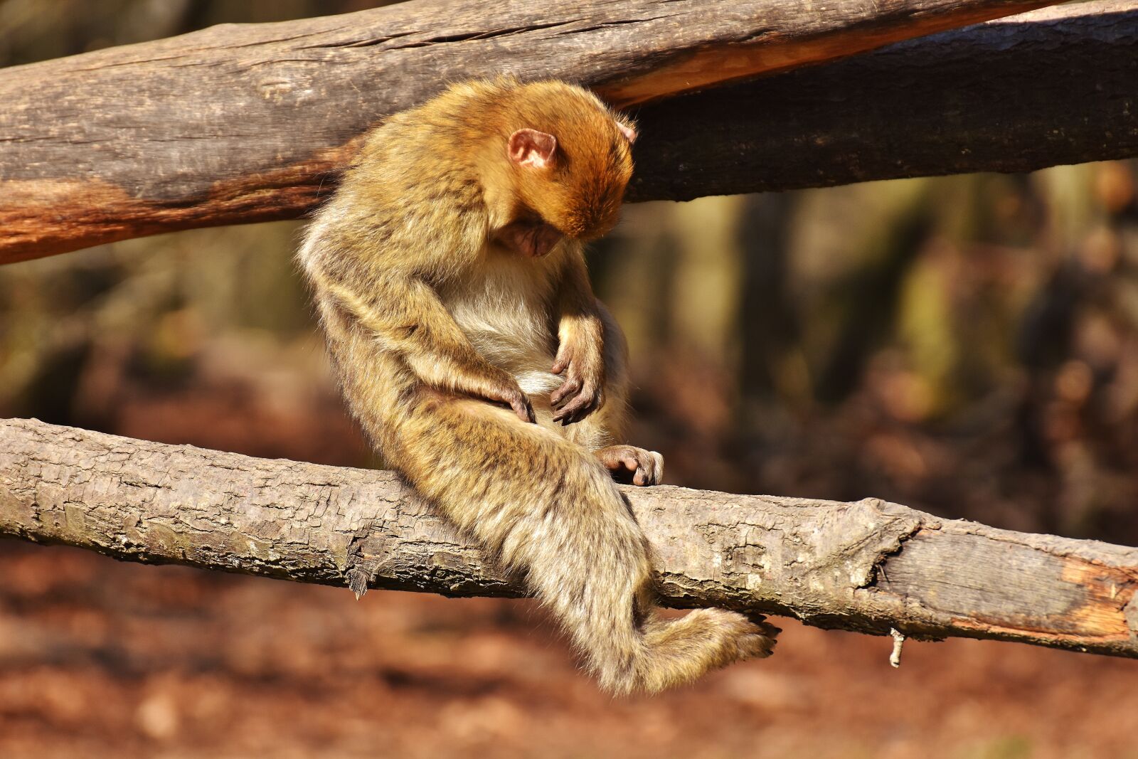 Nikon D7200 sample photo. Barbary ape, endangered species photography