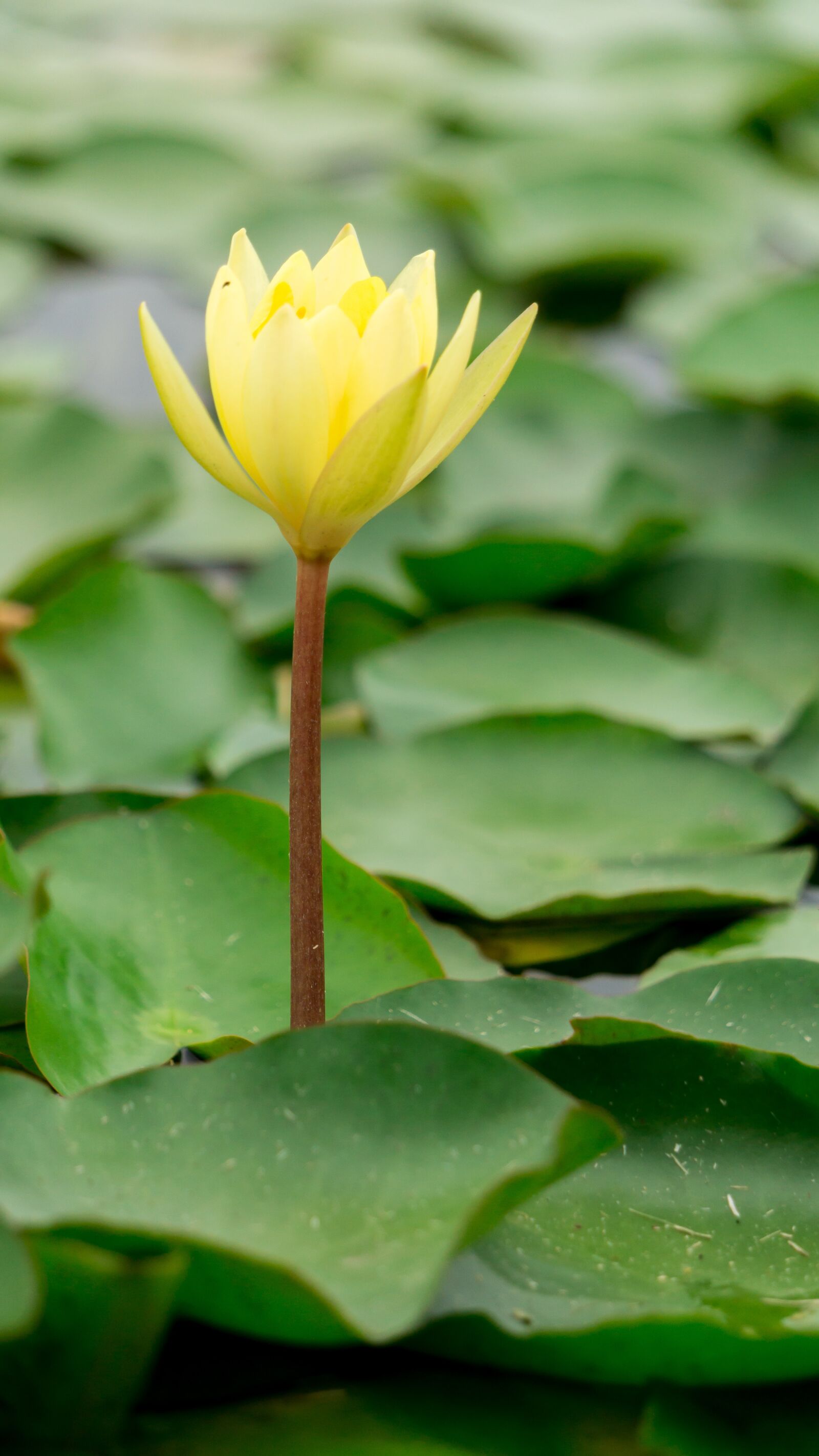 Sony a6000 sample photo. Flore, bedding plant, garden photography