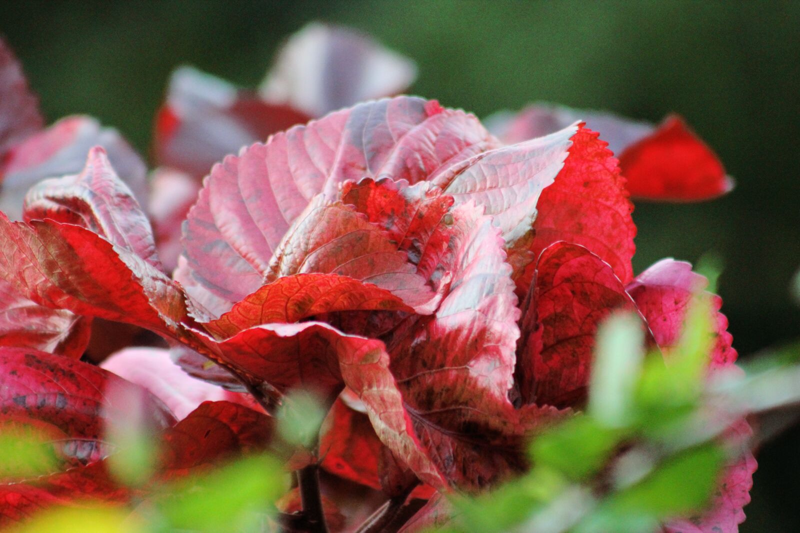 Canon EF75-300mm f/4-5.6 sample photo. Natural, beauty, nature photography