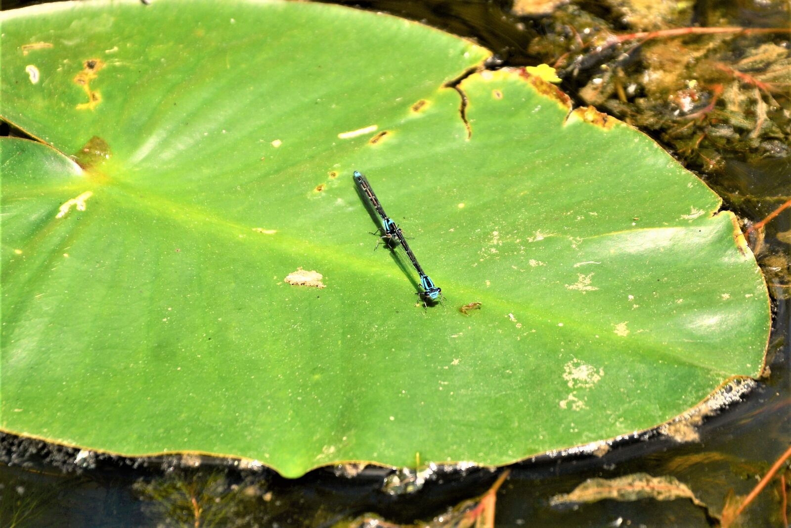 Nikon D7100 sample photo. Dragonflies, azure dragonflies, mating photography
