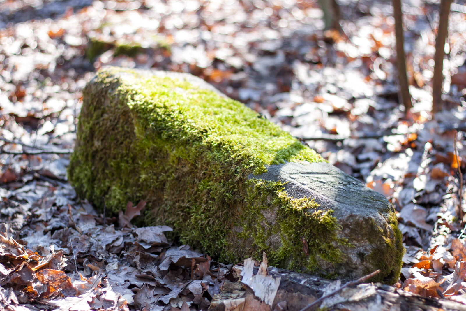 Canon EOS 500D (EOS Rebel T1i / EOS Kiss X3) + Canon EF 50mm F1.8 STM sample photo. Forest, moss, nature, spring photography