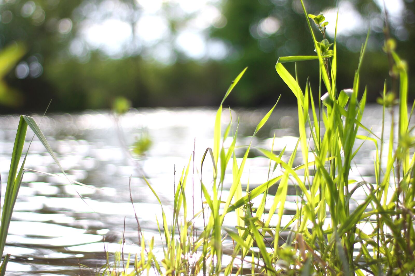Canon EOS 1100D (EOS Rebel T3 / EOS Kiss X50) sample photo. River, water, light photography