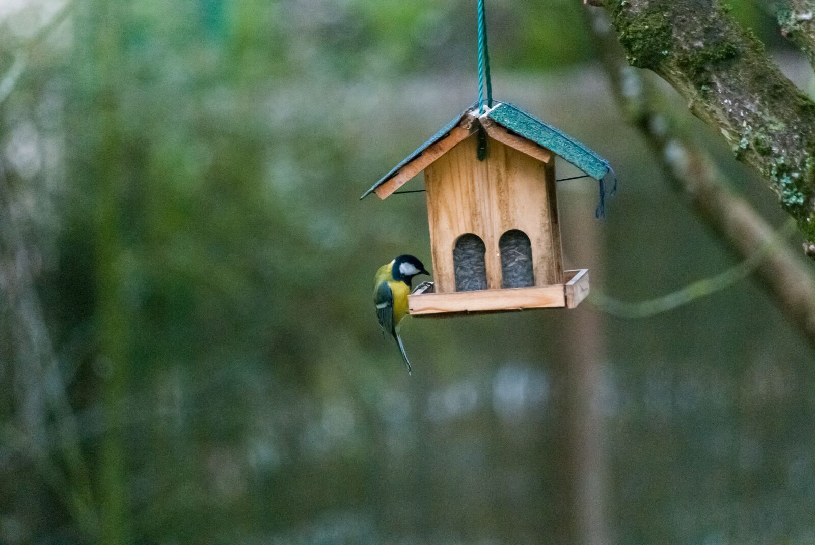 Nikon D80 sample photo. Bird, nest box, nest photography
