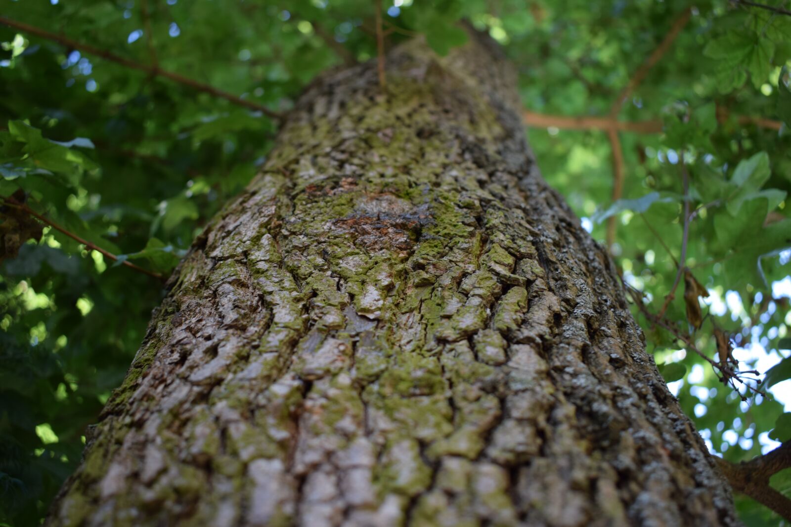 Nikon D3300 sample photo. Tree, wood, structure photography