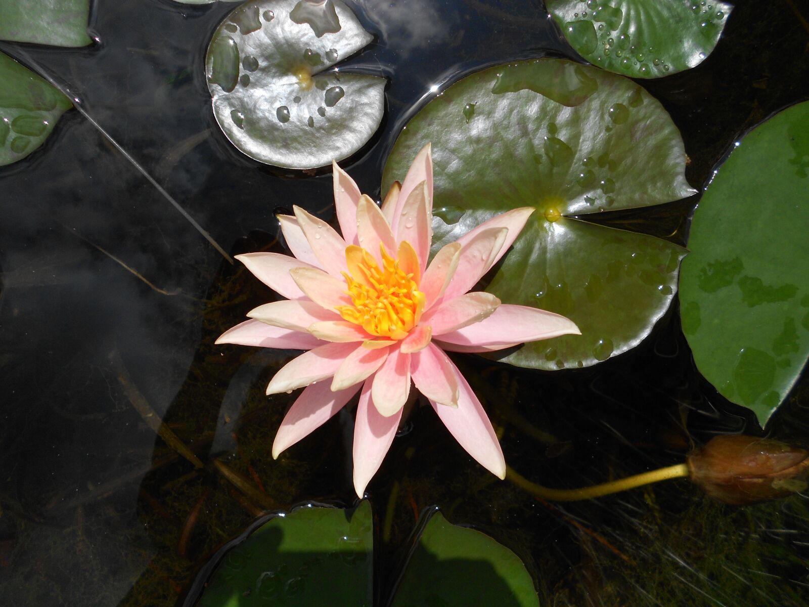 Nikon COOLPIX S2600 sample photo. Flower, lotus, nature photography