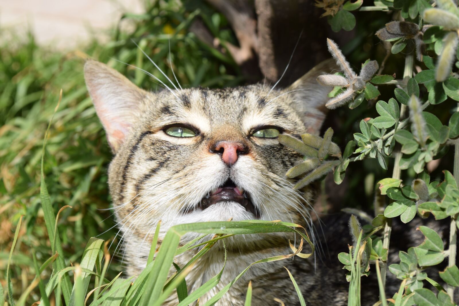 Nikon D5300 sample photo. Kitten, cat, smelling photography