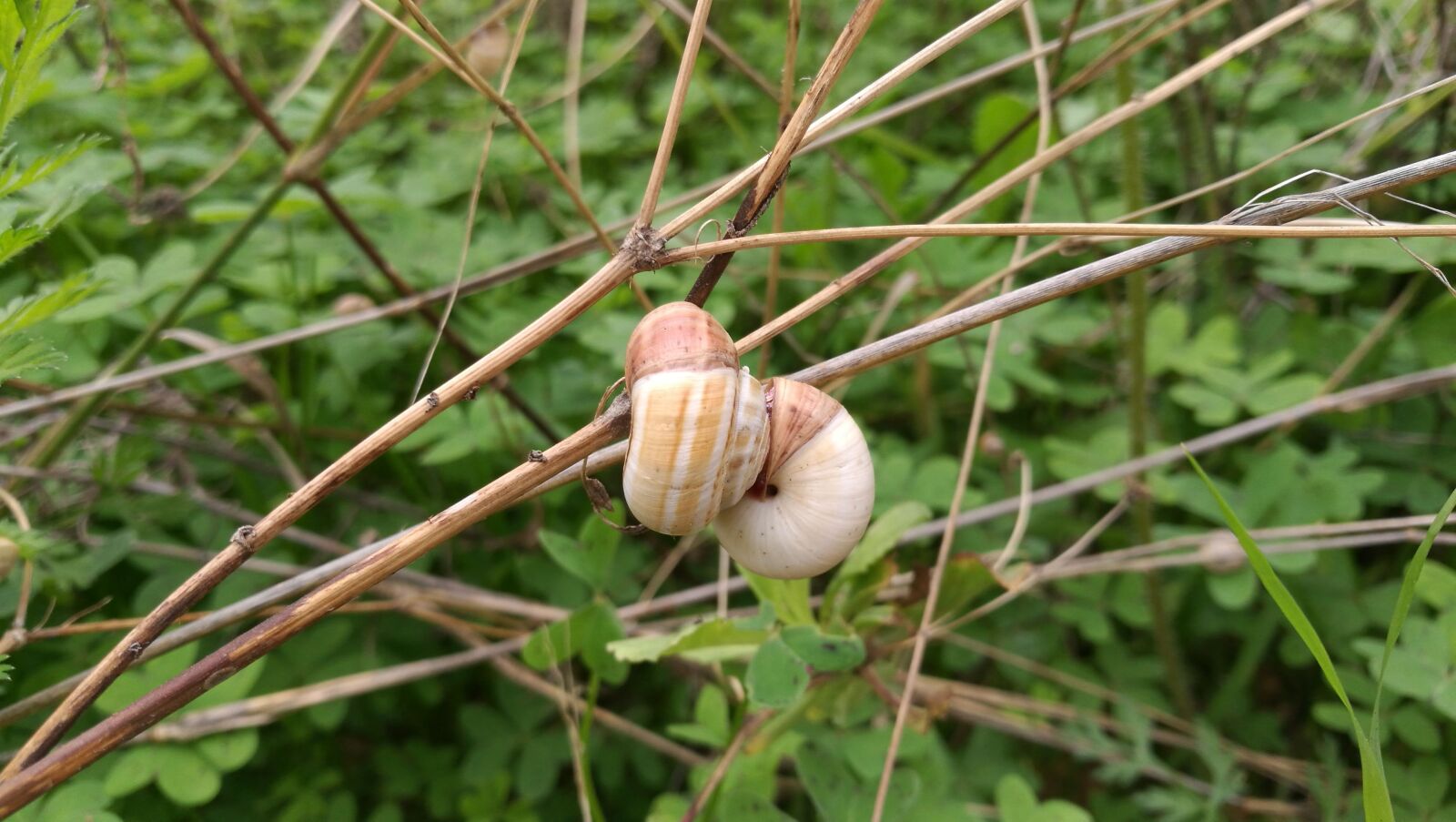 HUAWEI P9 sample photo. Snails, snail, autumn photography