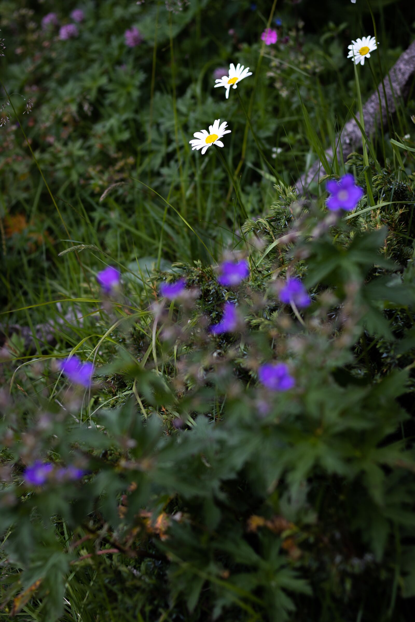 Canon EOS 250D (EOS Rebel SL3 / EOS Kiss X10 / EOS 200D II) sample photo. Daisies, flowers, nature photography