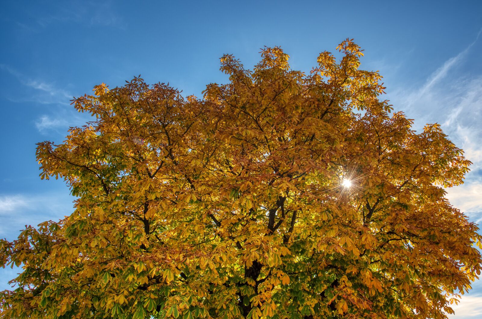 Nikon D750 sample photo. Tree, leaves, autumn colours photography