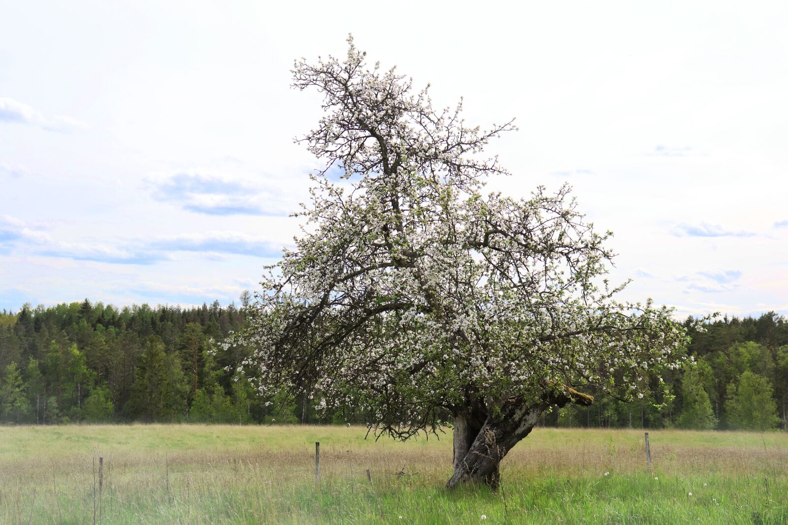 Canon EOS 77D (EOS 9000D / EOS 770D) sample photo. Flowering tree, apple tree photography
