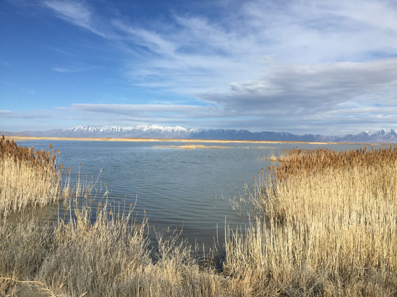 iPhone 6 back camera 4.15mm f/2.2 sample photo. Bird refuge, cattails, sky photography