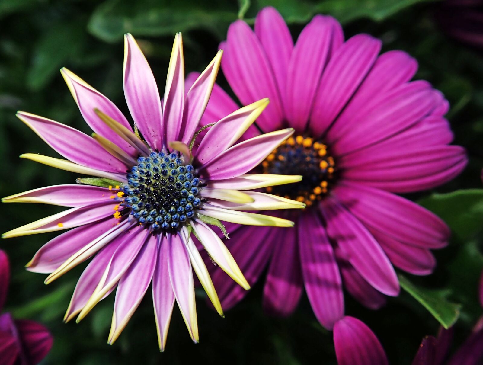 Olympus TG-5 sample photo. Flowers, daisies, summer photography