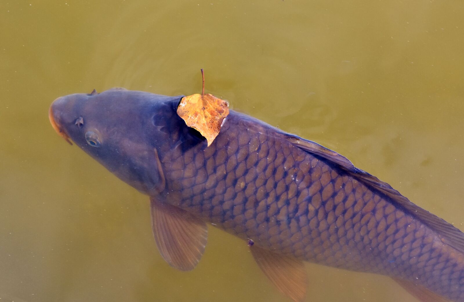 Nikon D7200 sample photo. Carp, fish, water surface photography