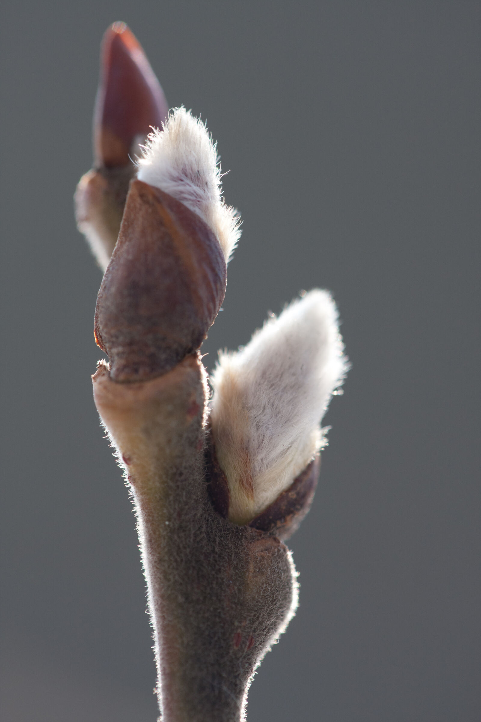 Canon EF 180mm F3.5L Macro USM sample photo
