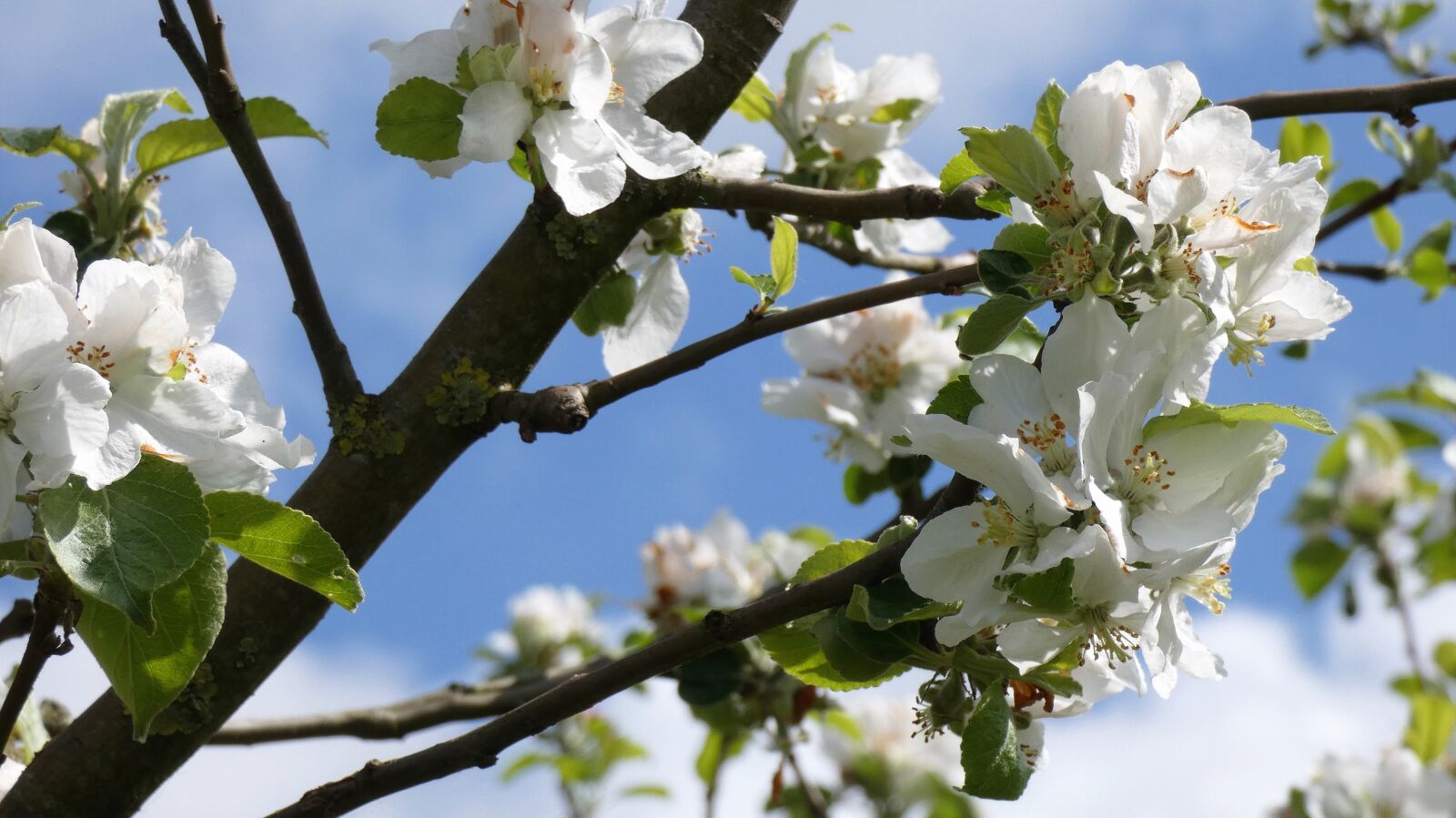 Panasonic DC-FZ83 sample photo. Blossom, apple tree, white photography