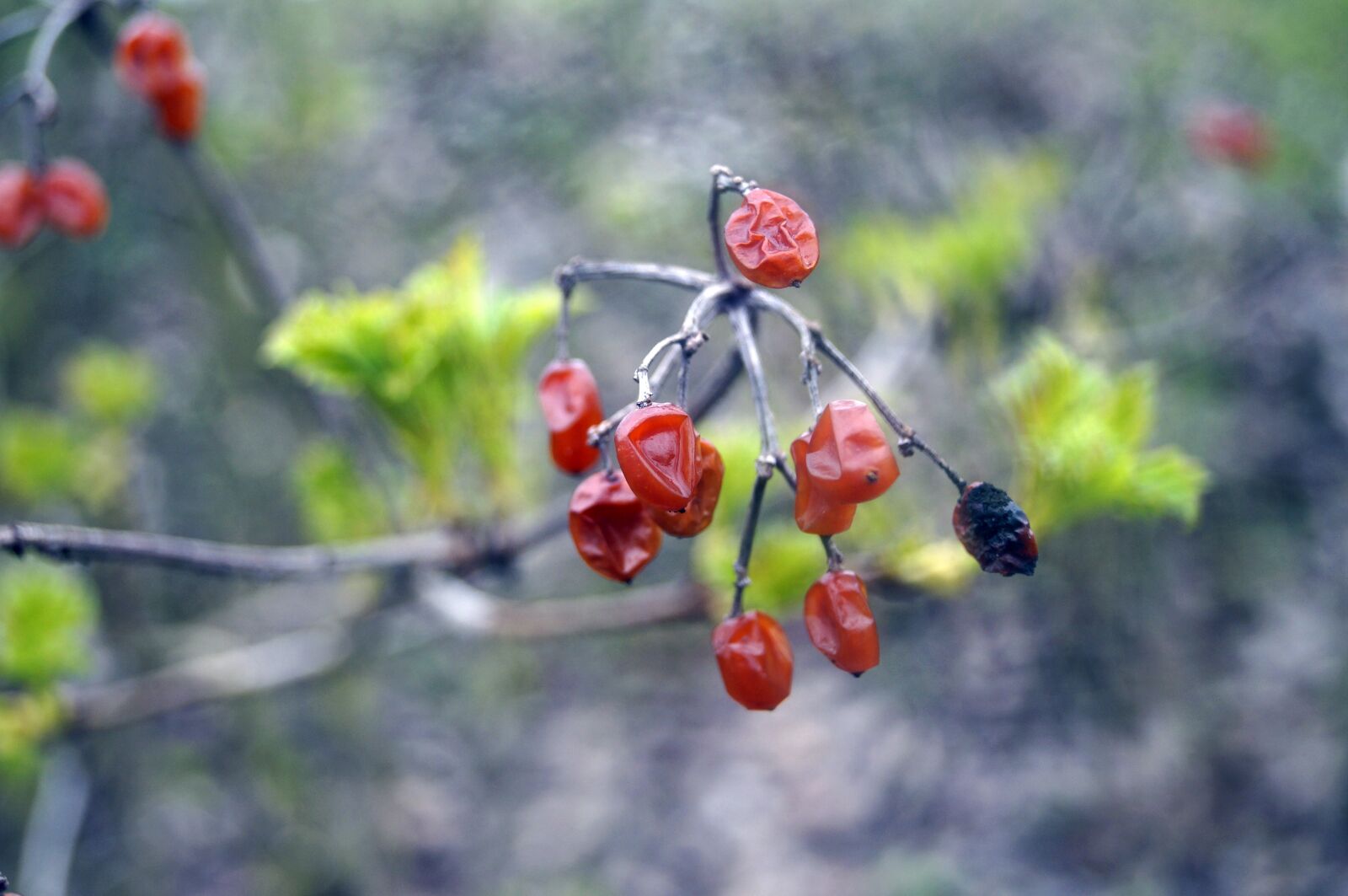 Sony SLT-A37 sample photo. The fetus, autumn, nature photography
