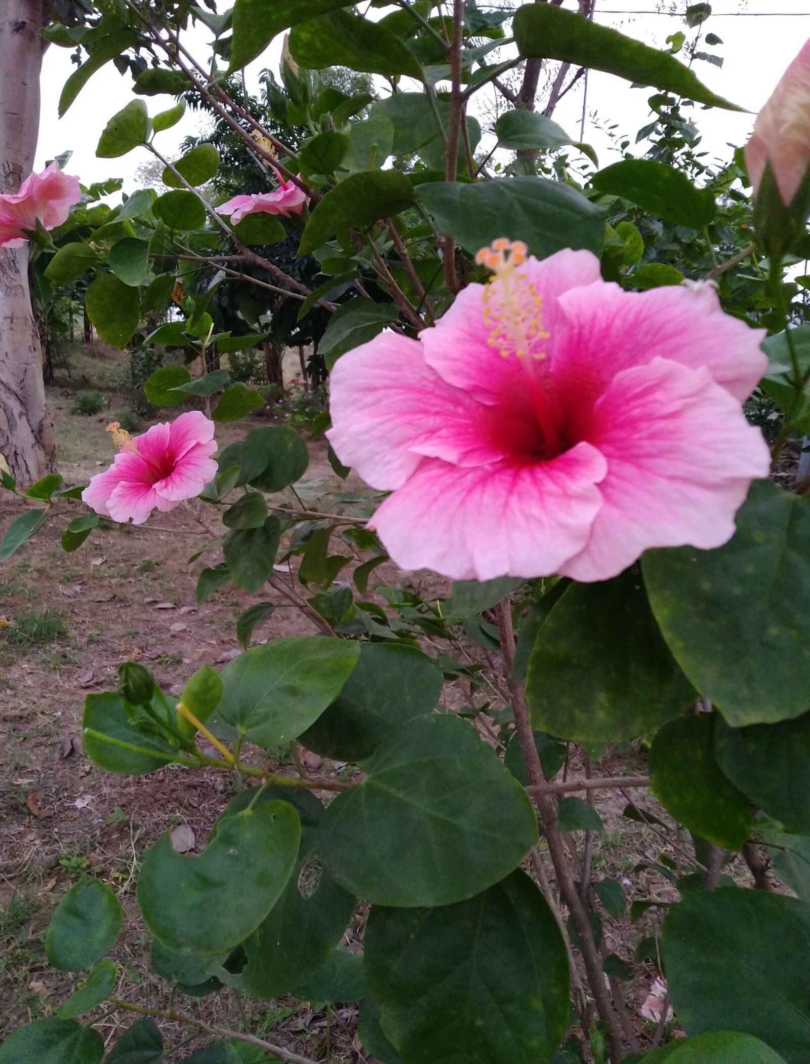 ASUS ZenFone Max Pro M1 (ZB602KL) (WW) / Max Pro M1 (ZB601KL) (IN) sample photo. Pink flower hibiscus, pink photography