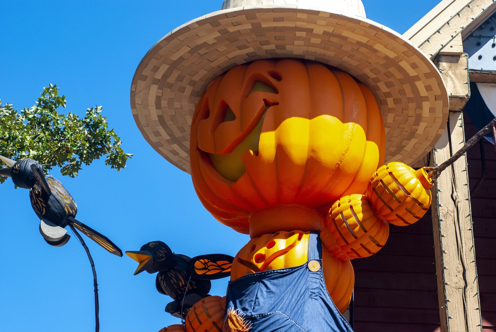 Nikon D80 sample photo. Fall, pumpkin, halloween photography