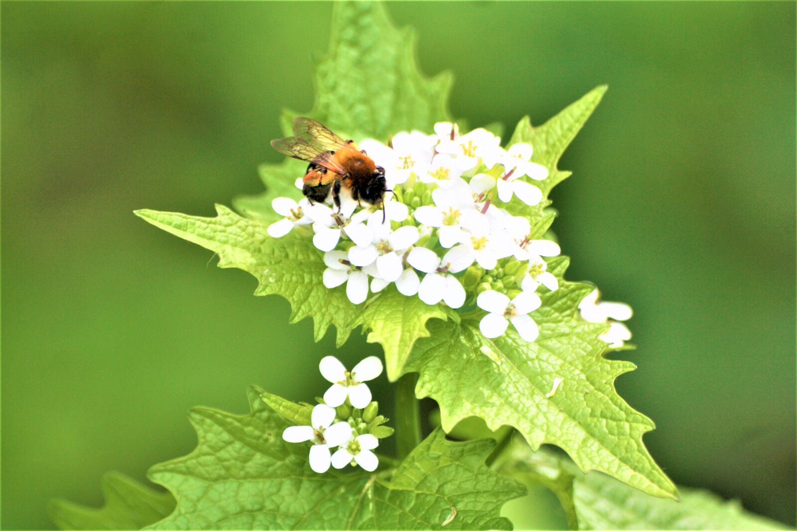 Canon EOS 1000D (EOS Digital Rebel XS / EOS Kiss F) sample photo. Pollination, spring, bee photography
