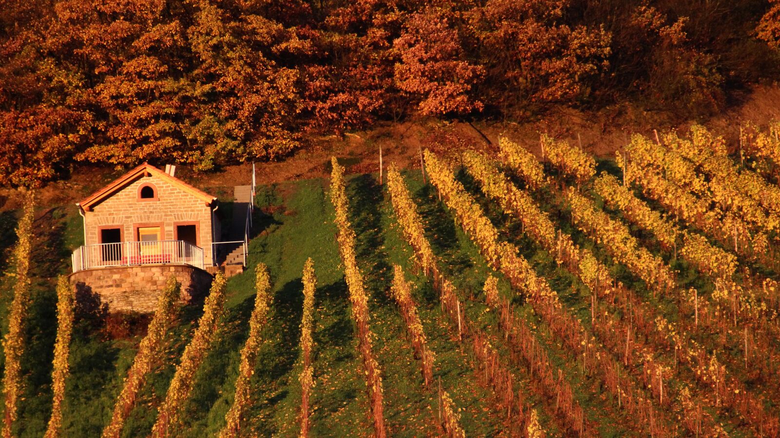Canon EOS 600D (Rebel EOS T3i / EOS Kiss X5) sample photo. Vineyard, vineyard cottage, forest photography