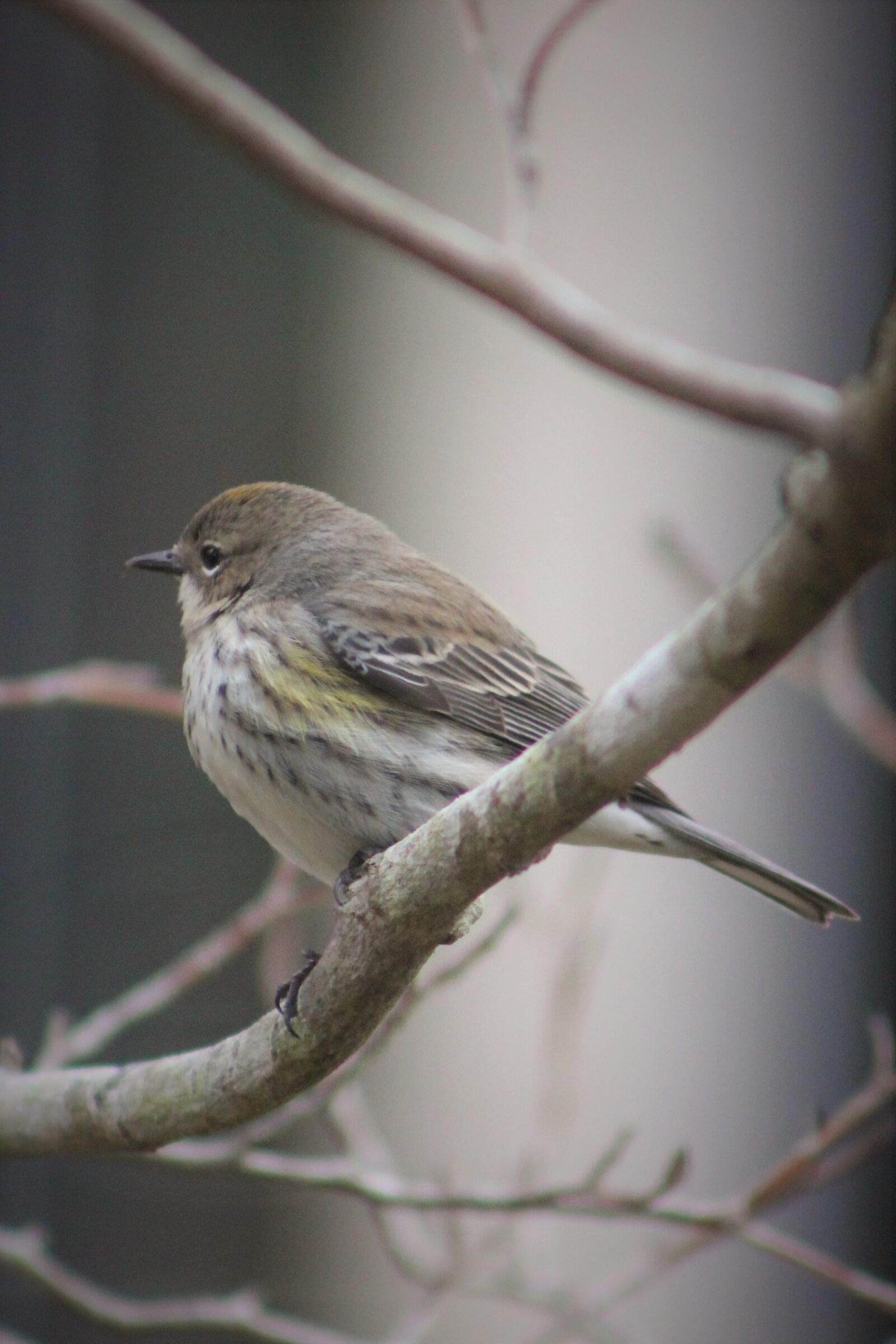 Canon EOS 550D (EOS Rebel T2i / EOS Kiss X4) sample photo. Warbler, bird, nature photography
