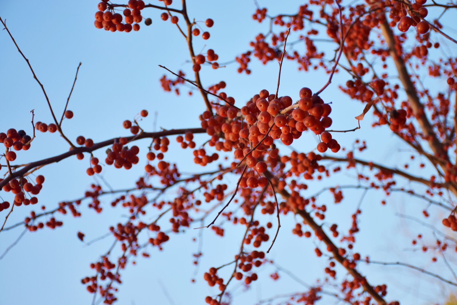 Nikon D5300 sample photo. Red fruits, plant, fruit photography
