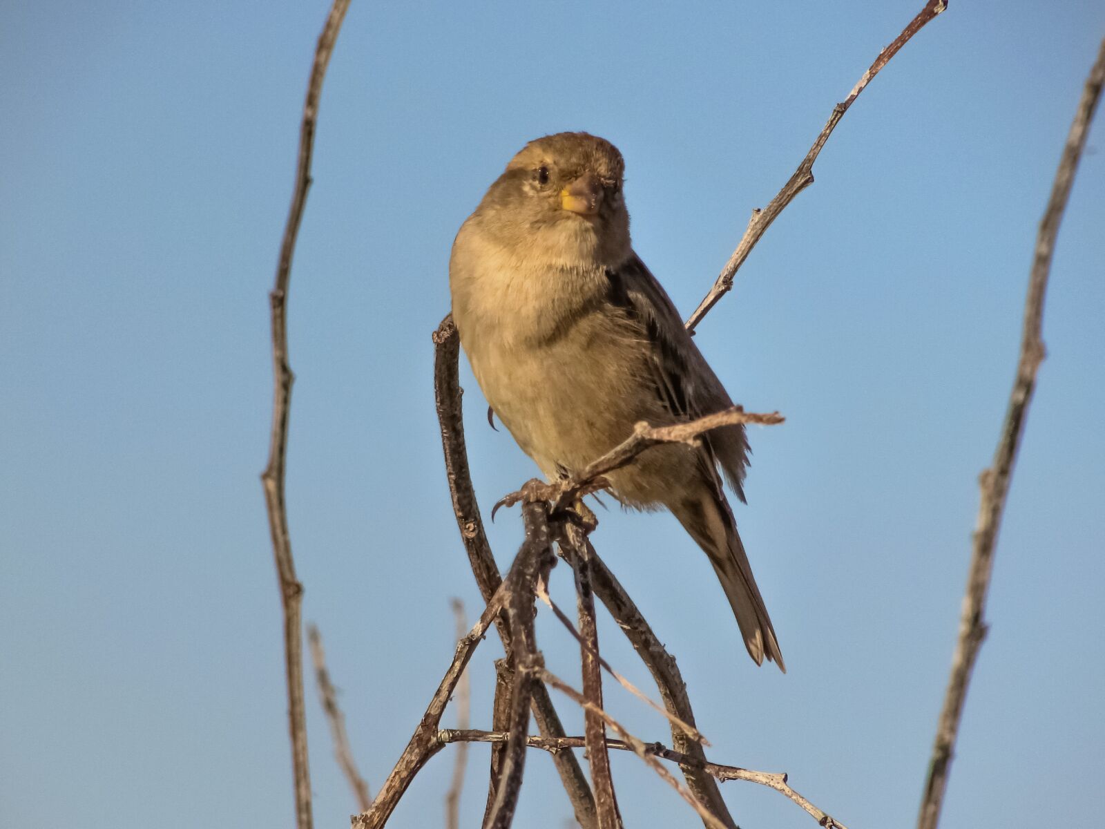 Canon PowerShot SX400 IS sample photo. Sparrow, bird, looking photography