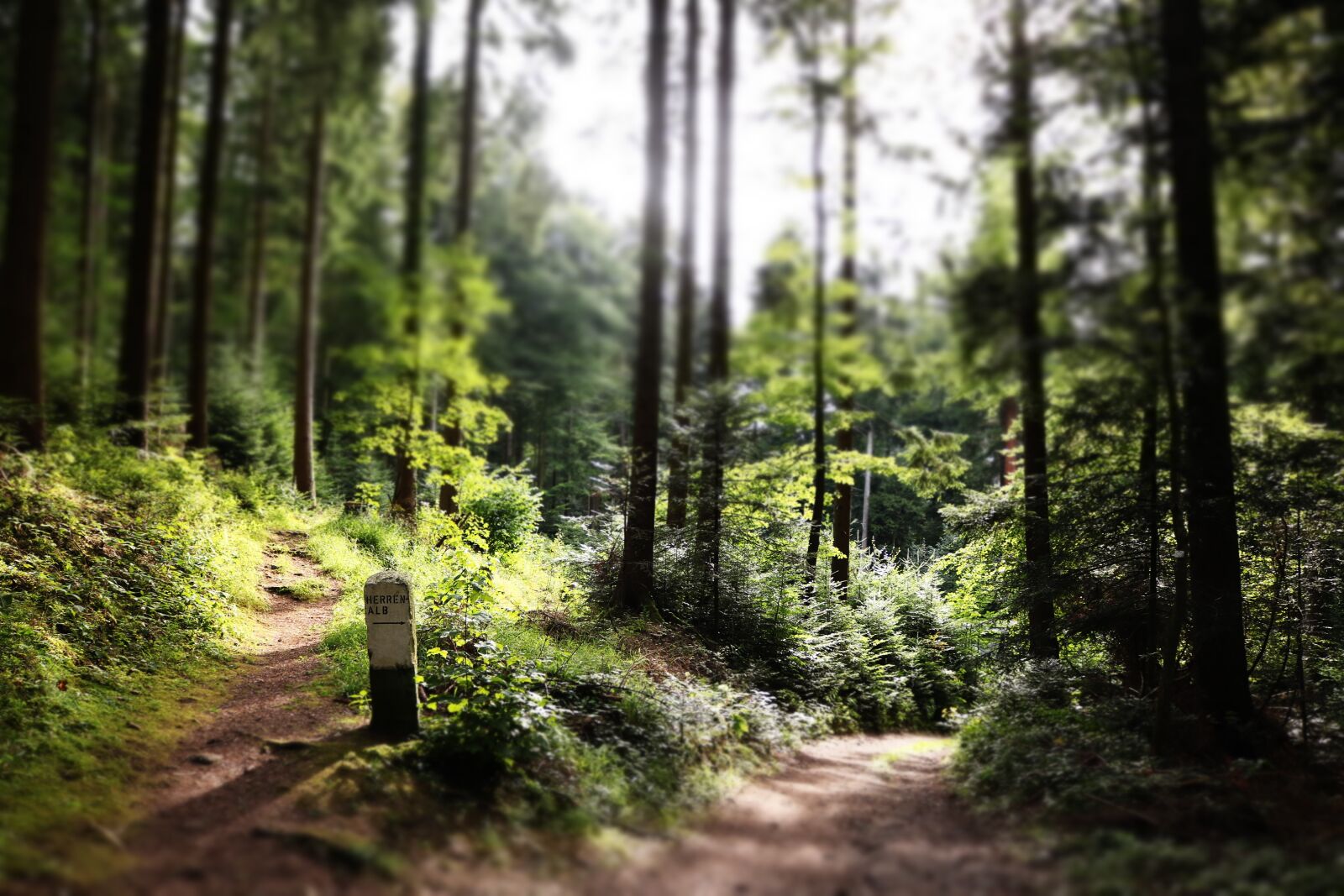 Canon EOS 750D (EOS Rebel T6i / EOS Kiss X8i) sample photo. Forest, pathway, sun photography