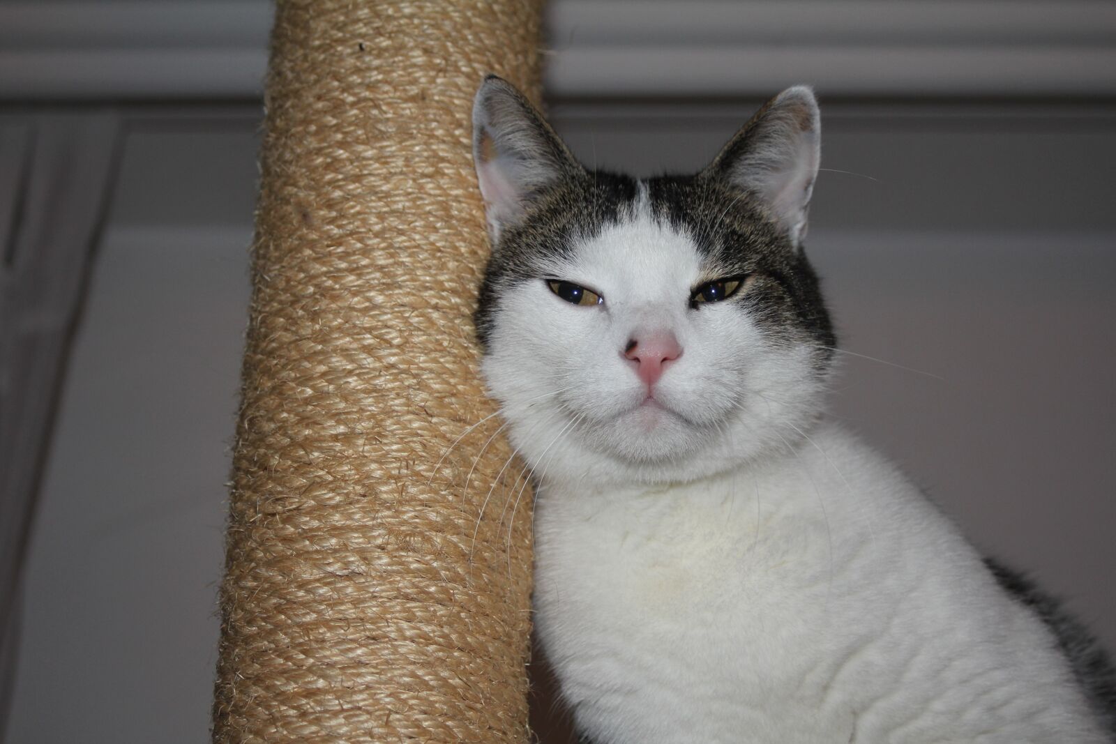 Canon EOS 550D (EOS Rebel T2i / EOS Kiss X4) sample photo. Cat, domestic cat, mackerel photography