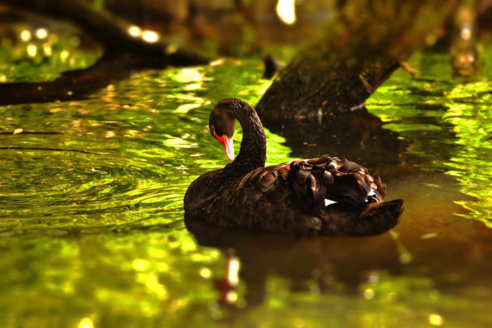 Nikon D750 sample photo. Mourning swan, swan, black photography