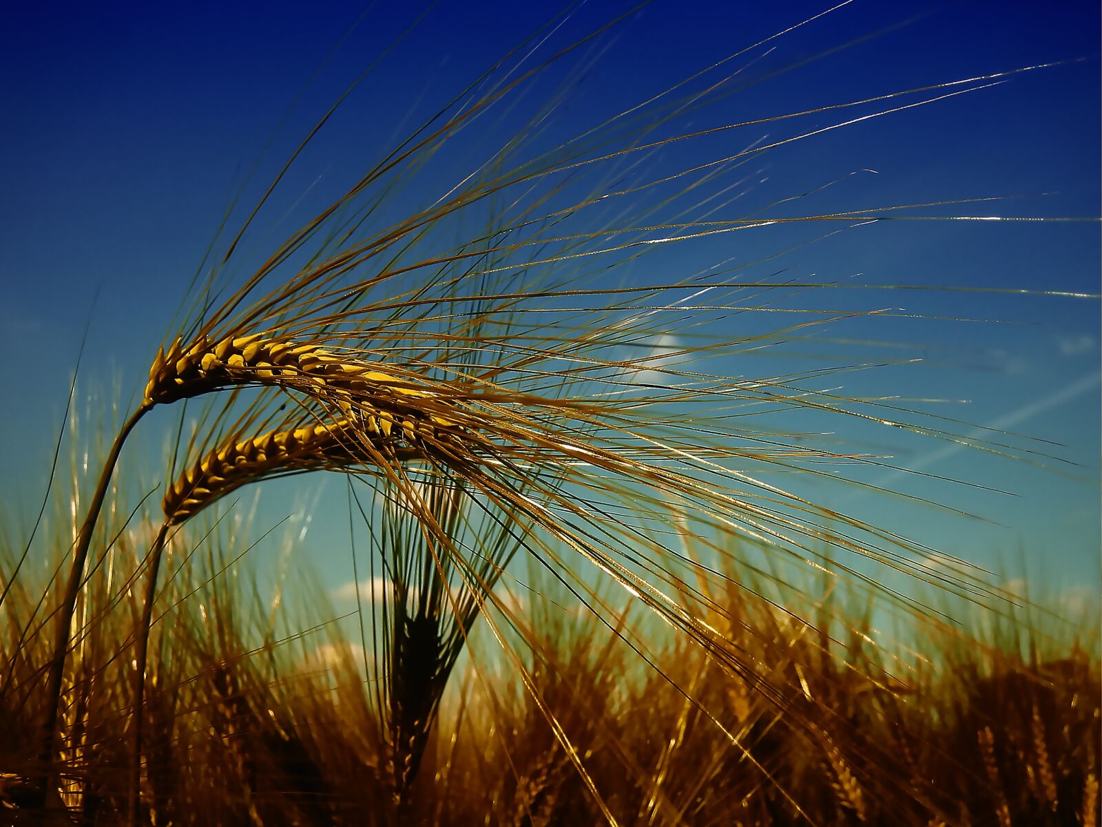 Canon EF-S 17-85mm F4-5.6 IS USM sample photo. Wheat, harvest, summer photography
