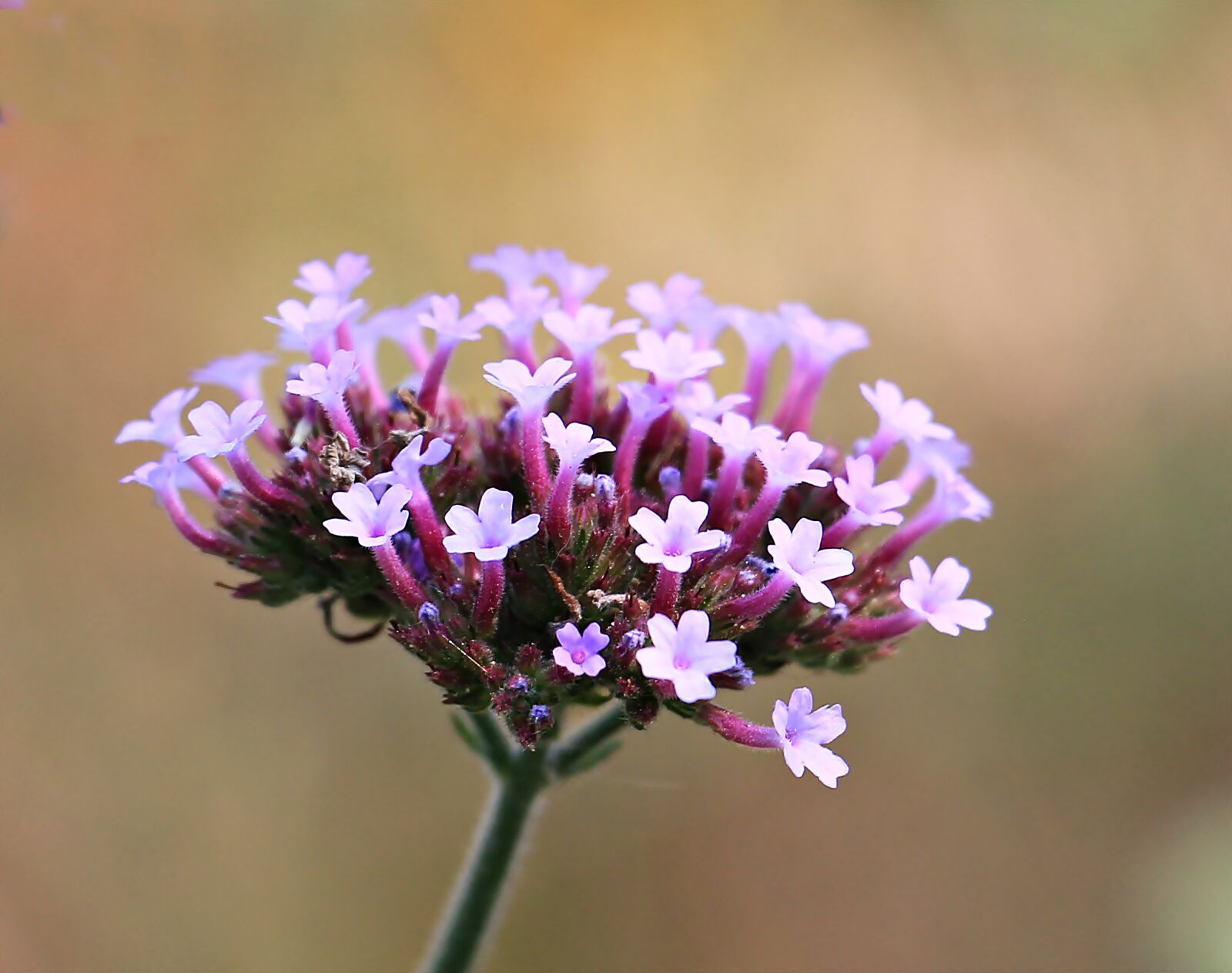 Canon EOS 550D (EOS Rebel T2i / EOS Kiss X4) sample photo. Flower, blossom, bloom photography