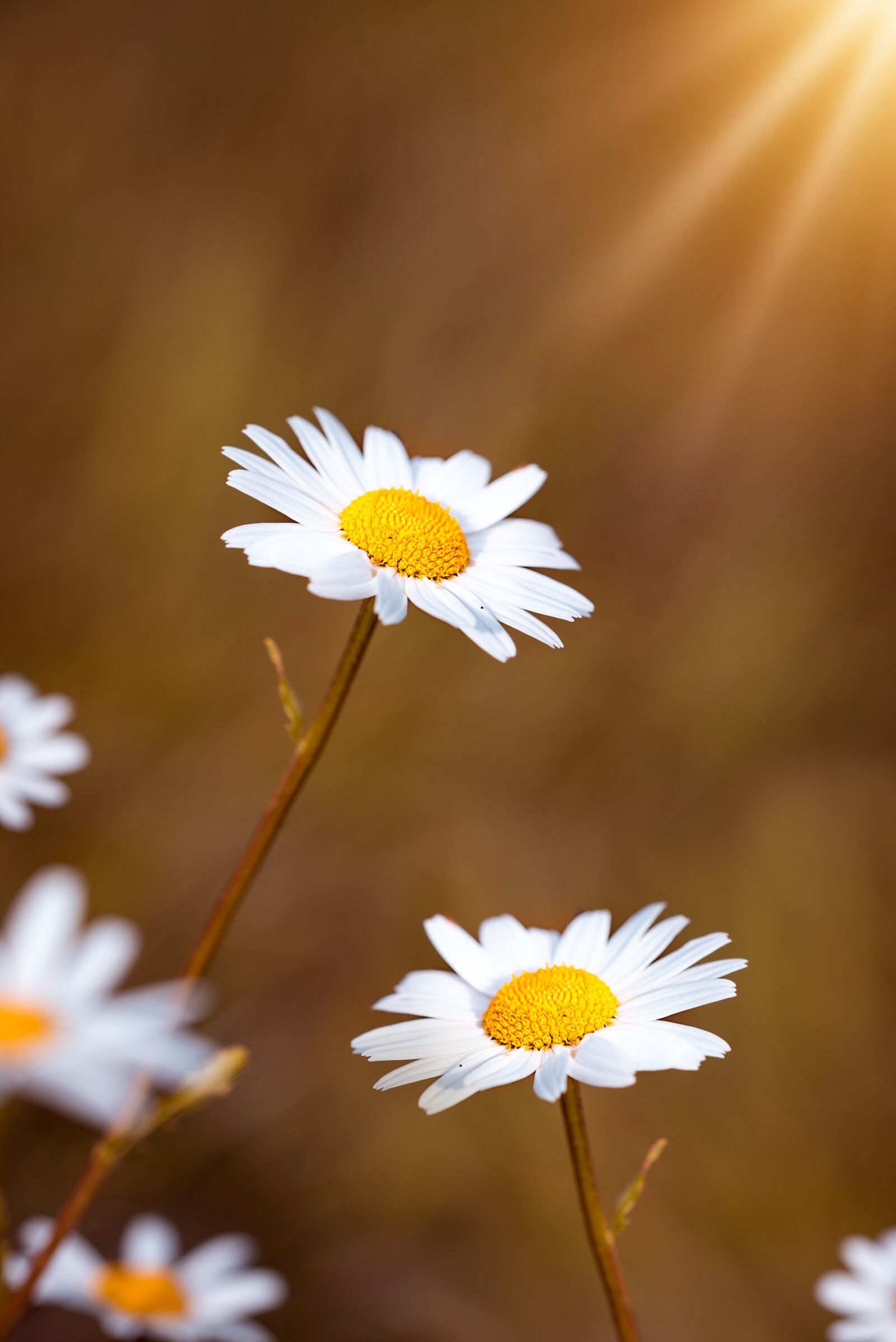 Nikon D750 sample photo. Daisies, flowers, white photography