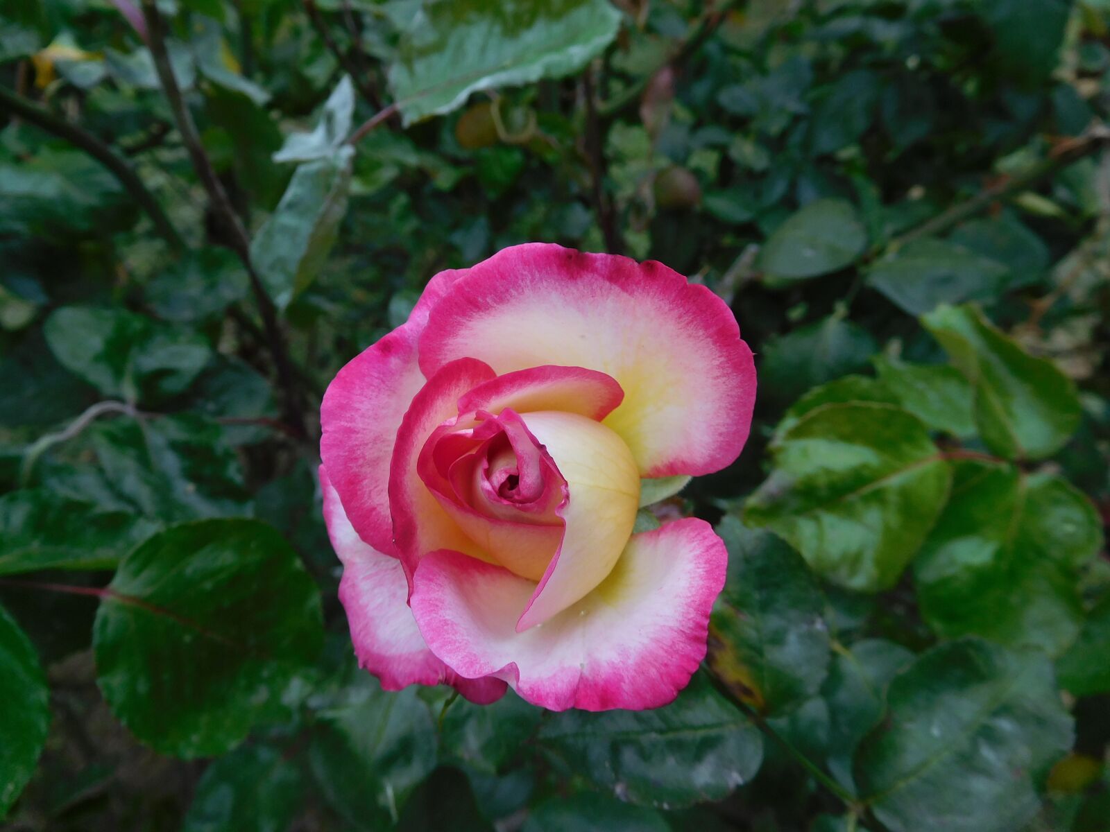 Nikon Coolpix S7000 sample photo. Pink, rose, plant photography