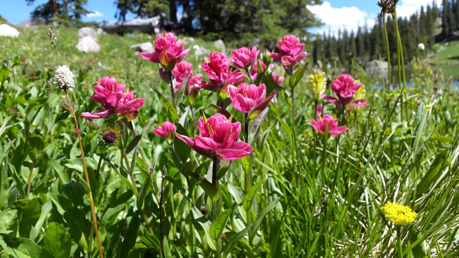Samsung Galaxy S5 sample photo. Mountain flower, red paintbrush photography