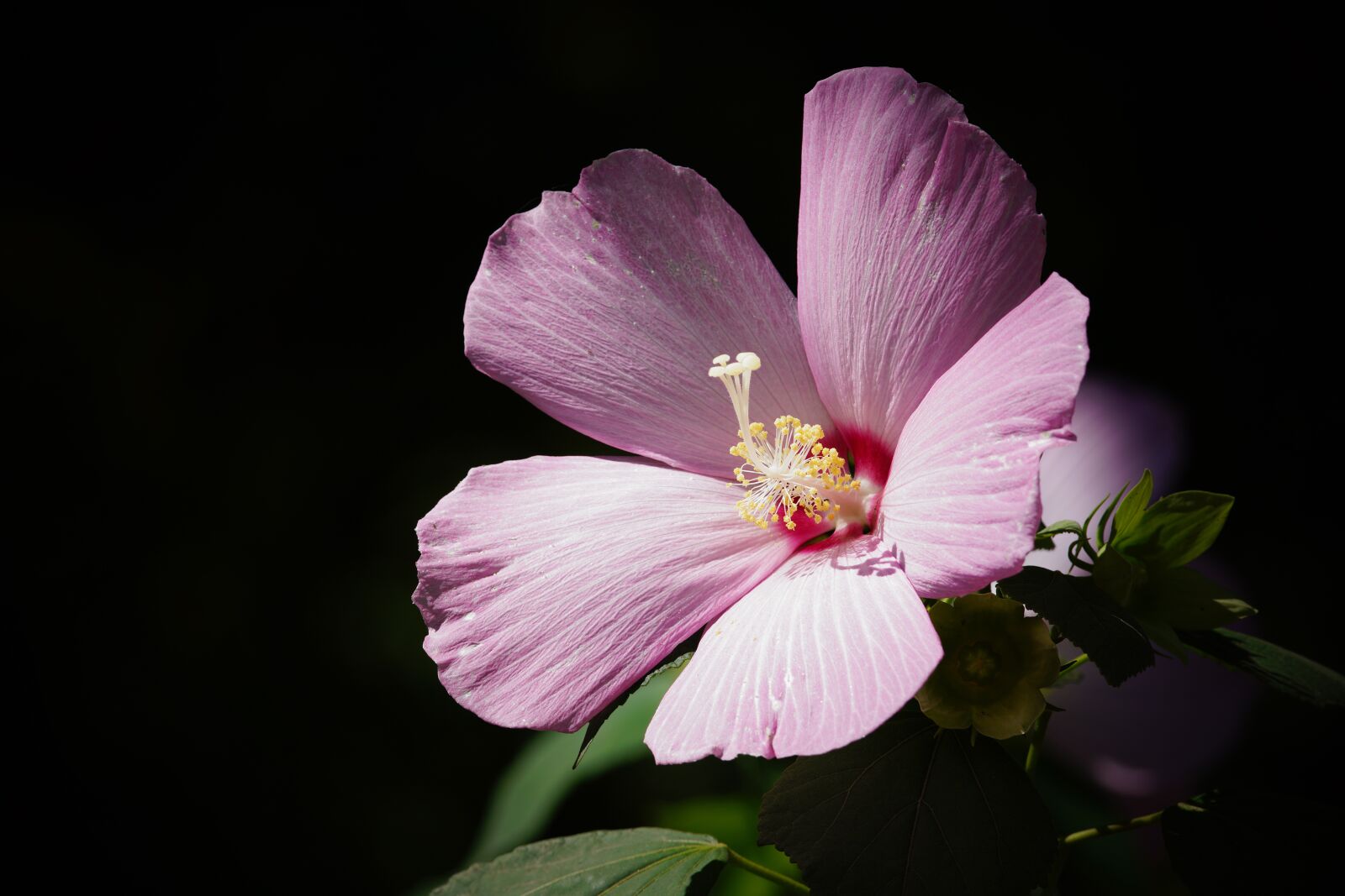 Canon EF 300mm F4L IS USM sample photo. Flower, plants, nature photography
