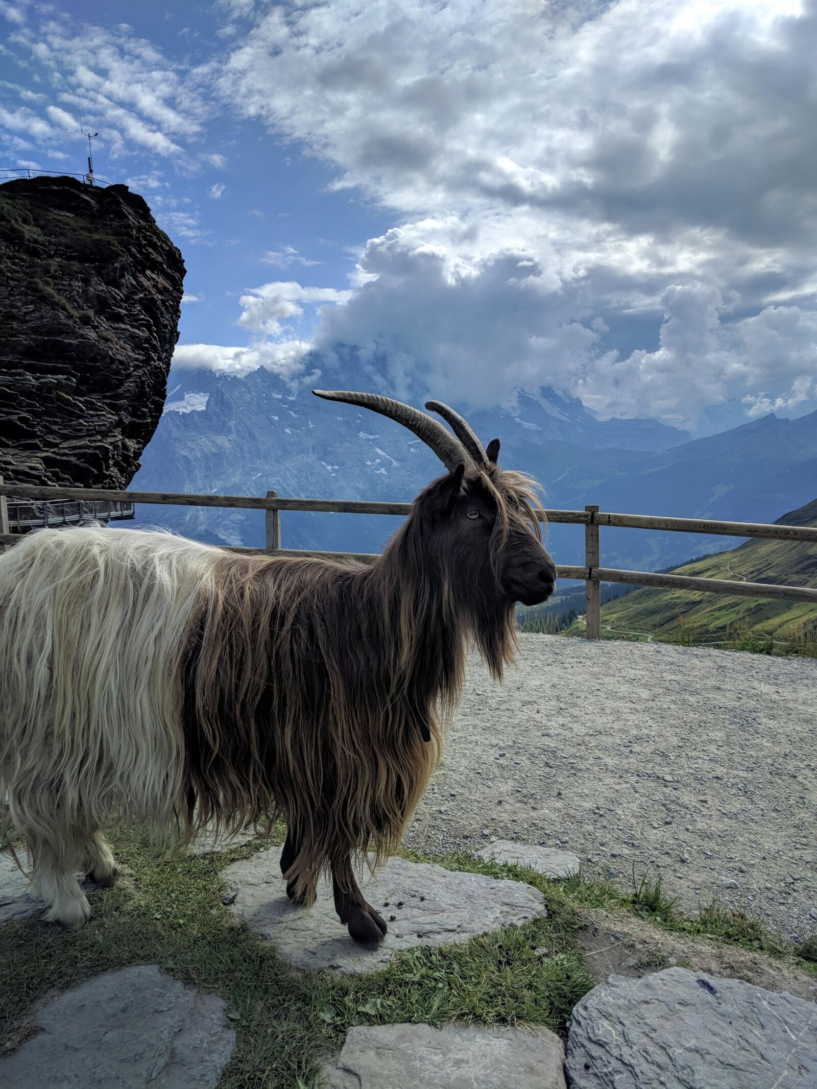 Google Nexus 6P sample photo. Switzerland, grindlewald, sheep photography