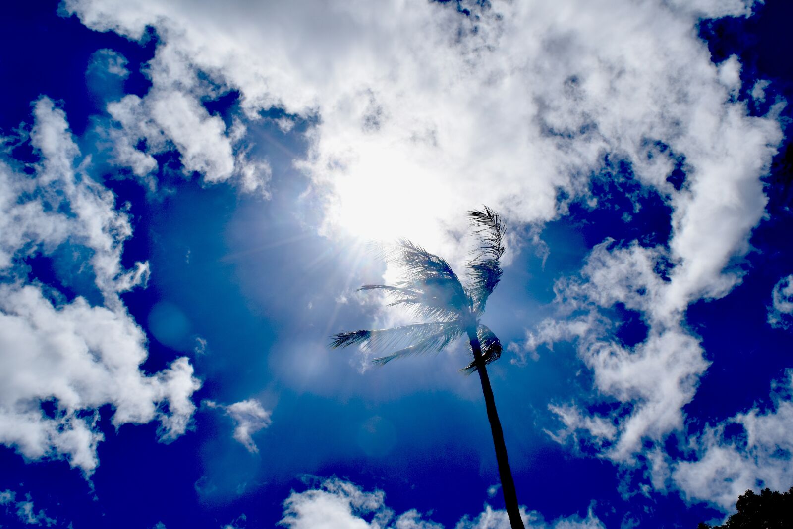 Nikon D3300 sample photo. Sunny, sky, skies photography