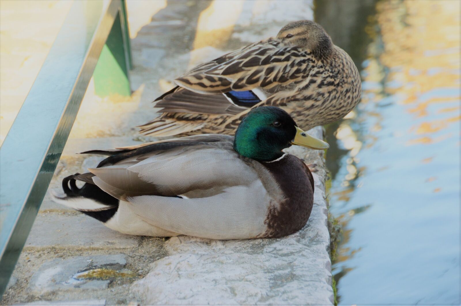 Nikon D3200 sample photo. Duck, plumage, bird photography